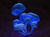 Fluorescence